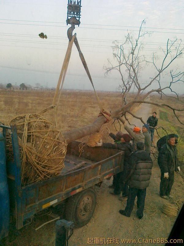 树不大1吨多