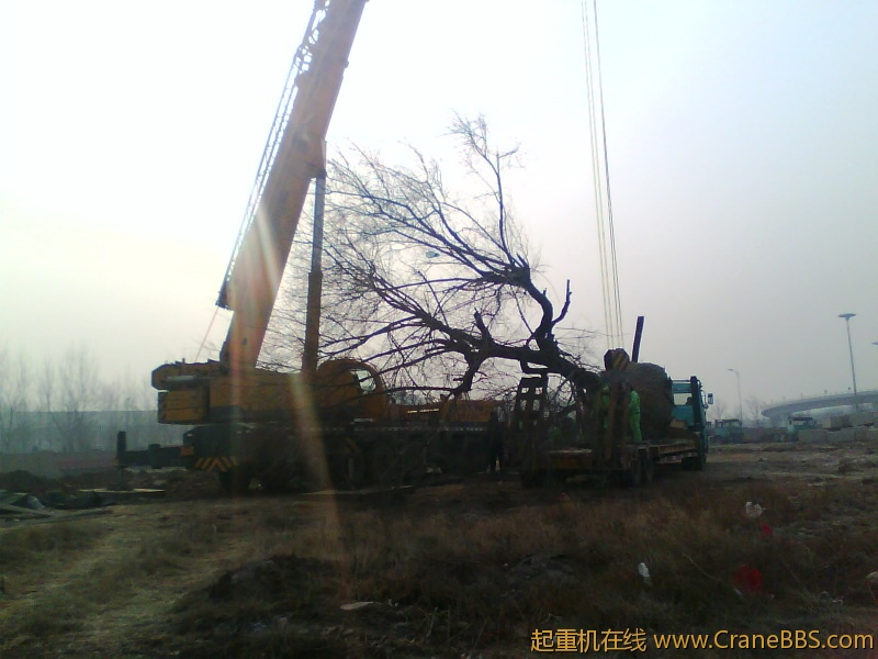 IMG1008A.jpg