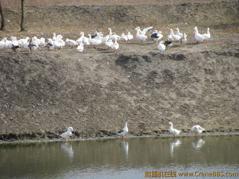 大草原的美景 192.jpg