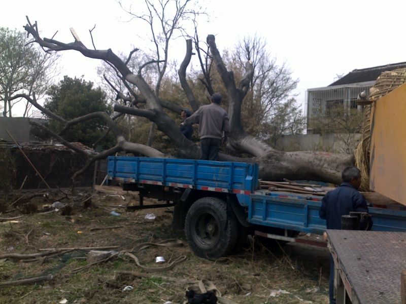 20110405053.jpg