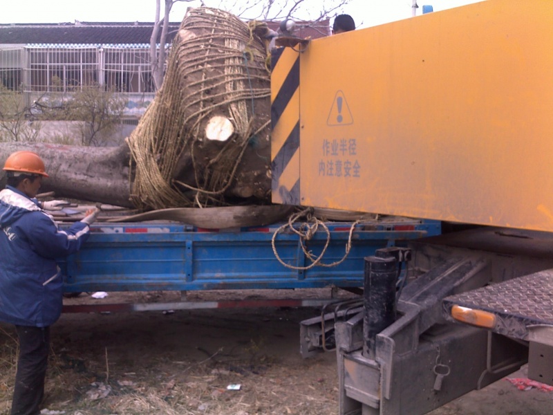 20110405054.jpg