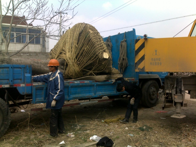 20110405055.jpg