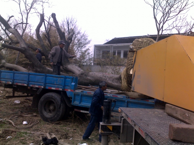 20110405052.jpg