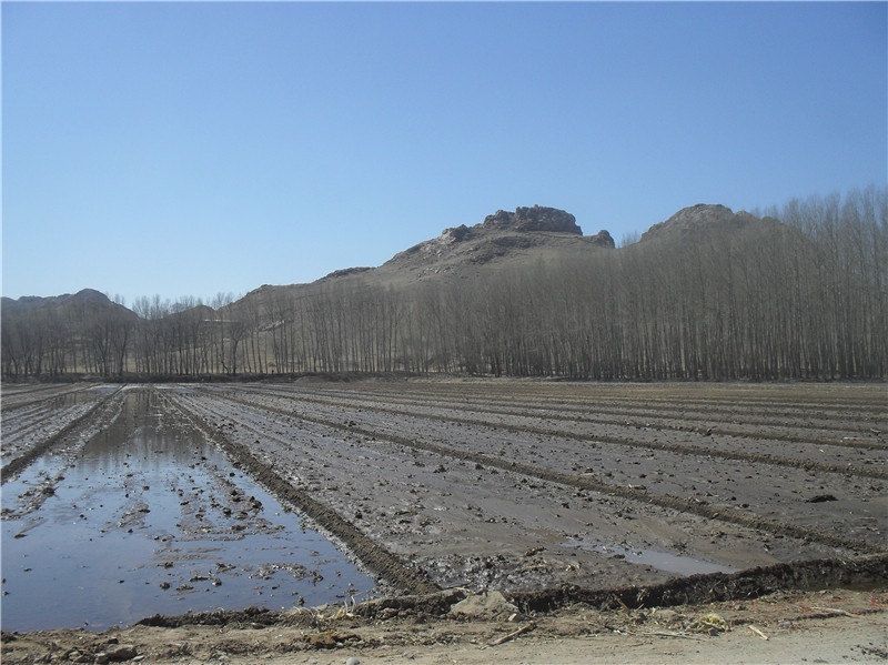 已经换绿的小树林！