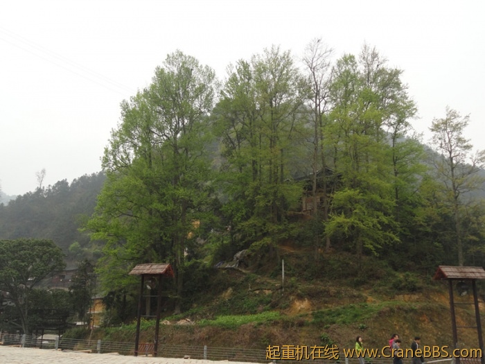 护寨树.jpg