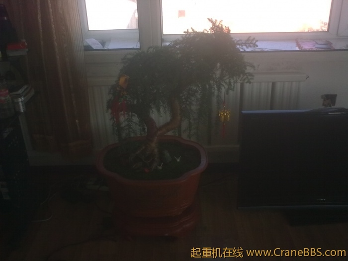 图像0花.jpg