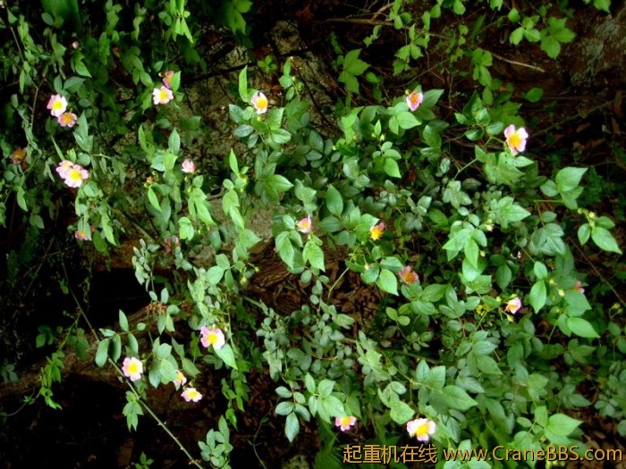 调整大小 IMG_2963.JPG