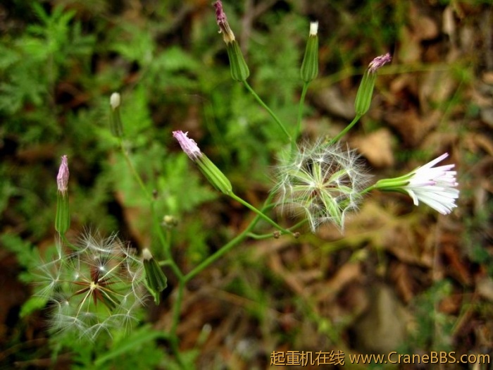 调整大小 IMG_2979.JPG