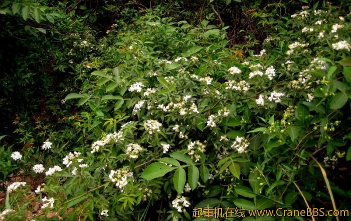 调整大小 IMG_3011.JPG