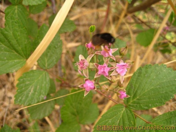 调整大小 IMG_3030.JPG