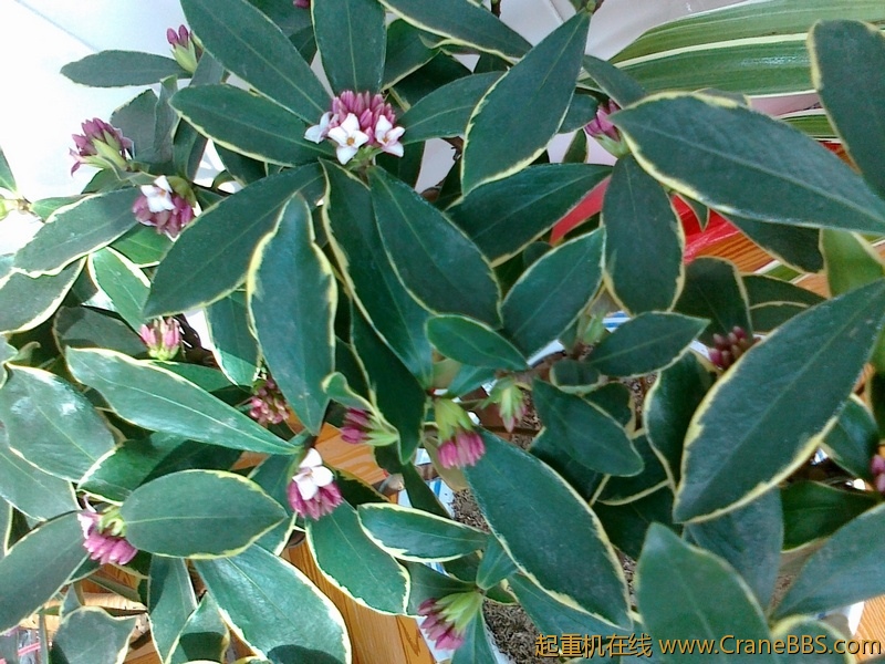 20110308738.jpg