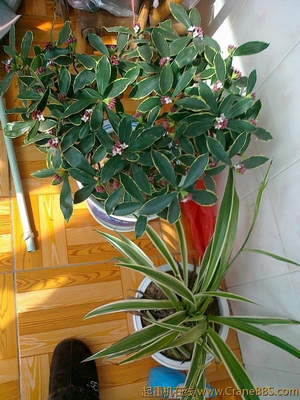 20110308739.jpg