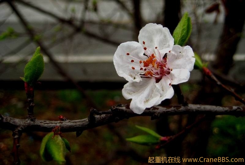 调整大小 IMG_0125.JPG