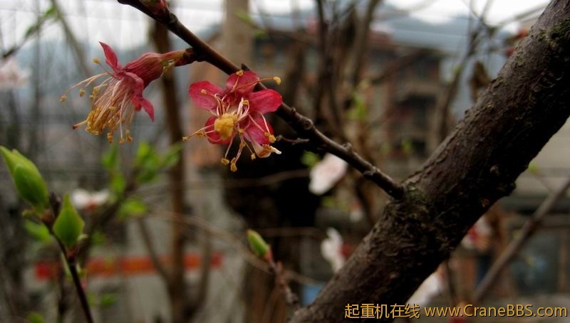 调整大小 IMG_0126.JPG