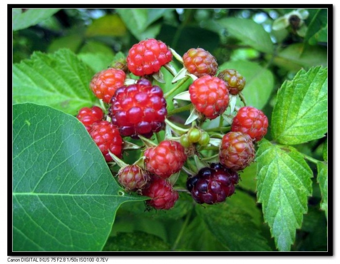 调整大小 IMG_6001.JPG