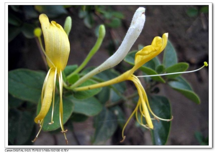 调整大小 IMG_6163.JPG