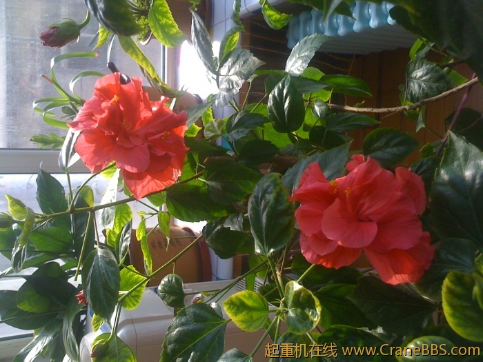 手机照片 1000.jpg