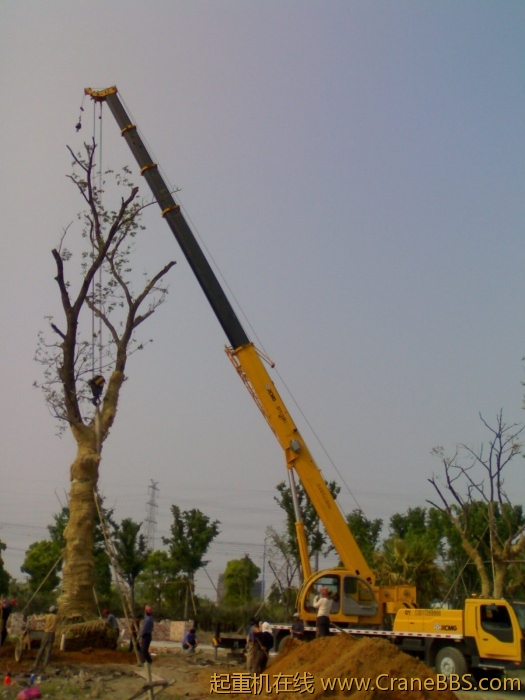 树直径90泥球看有多大