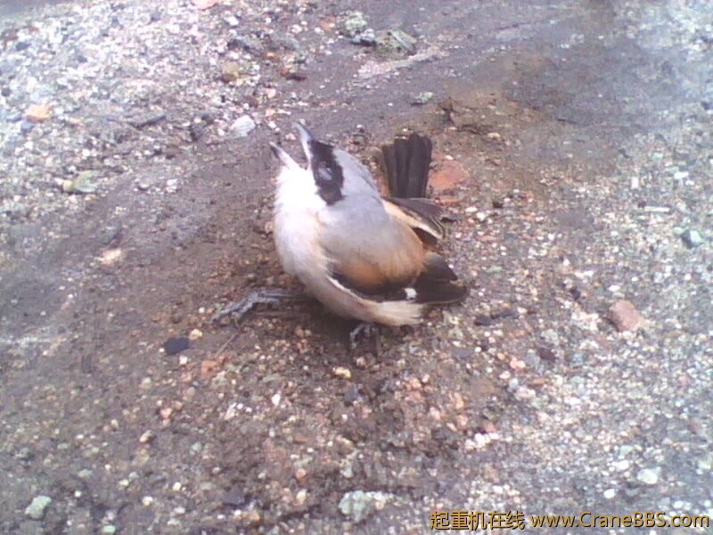 IMG0478A.jpg