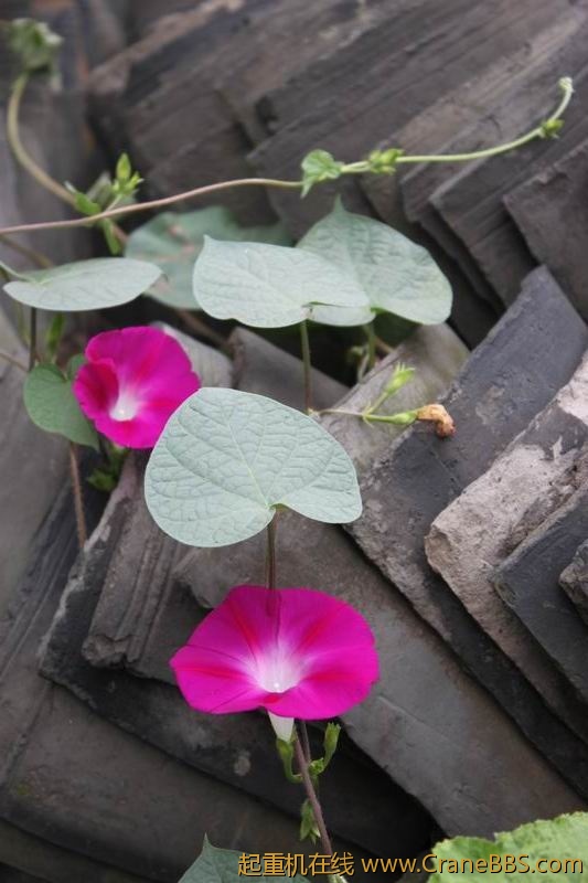 调整大小 IMG_2746.JPG