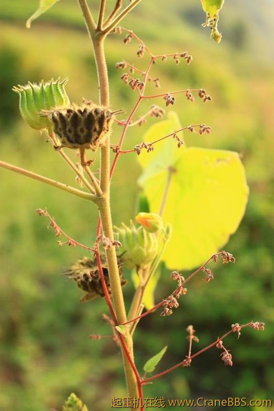 调整大小 IMG_2782.JPG