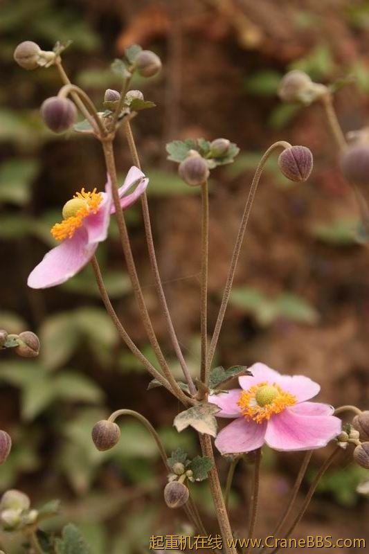 调整大小 IMG_2971.JPG