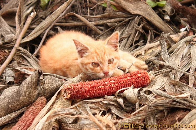 调整大小 IMG_2986.JPG