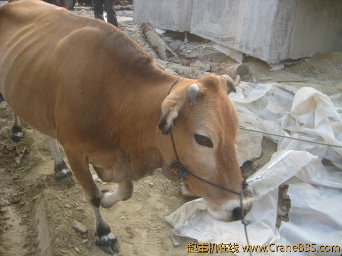 调整大小 IMG_6606.JPG