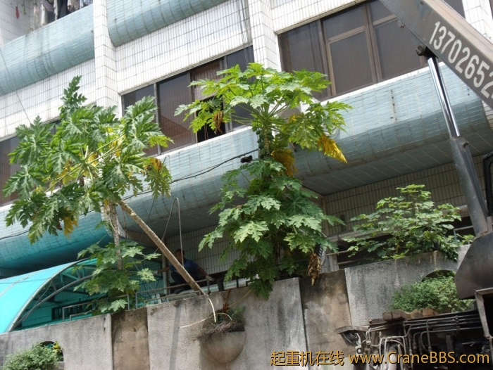 空调没安装成功，反把旁边的一颗木瓜树弄倒