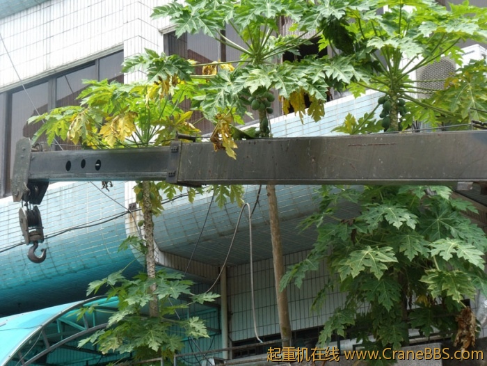 司机大佬真可爱