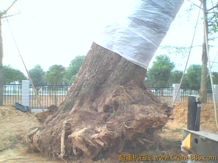 IMG0788A.jpg