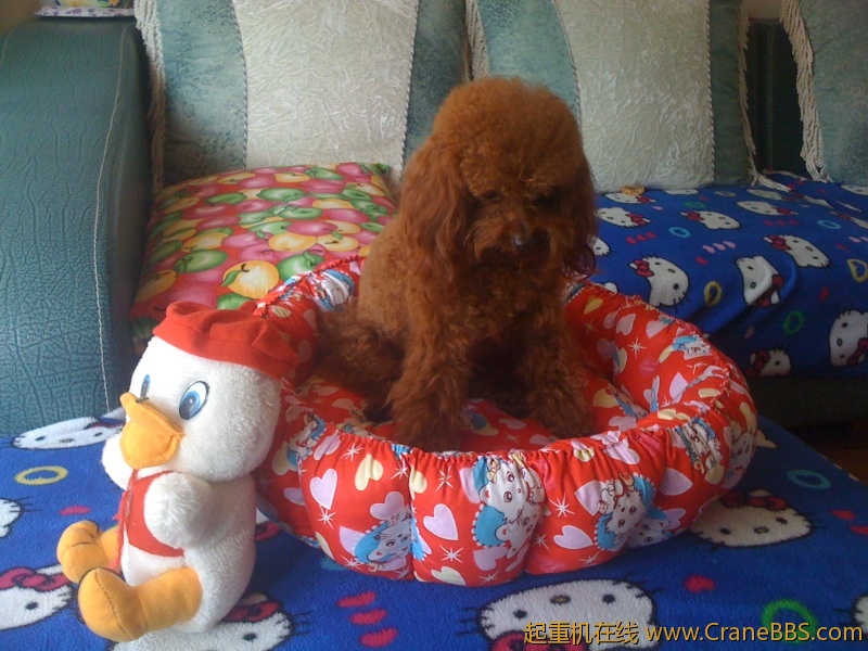 手机照片 4993.jpg