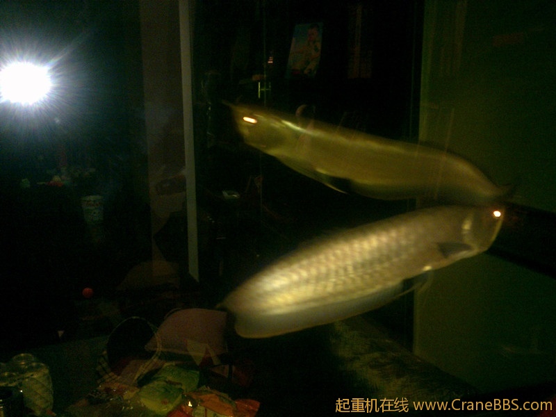 银龙鱼