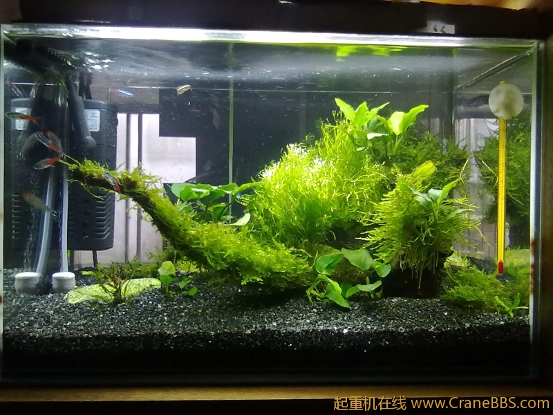 上个我的小草缸，放松下心情