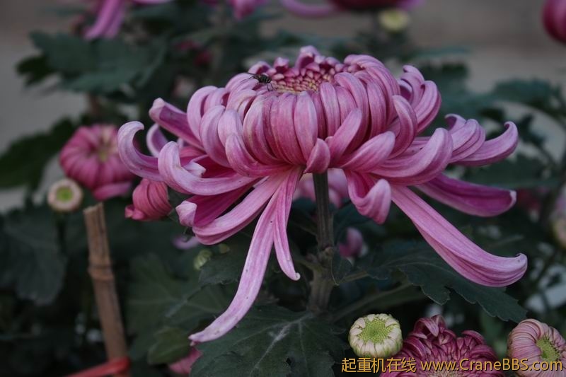 调整大小 IMG_5104.JPG