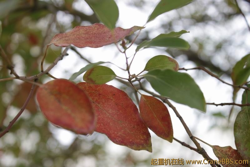 调整大小 IMG_5027.JPG