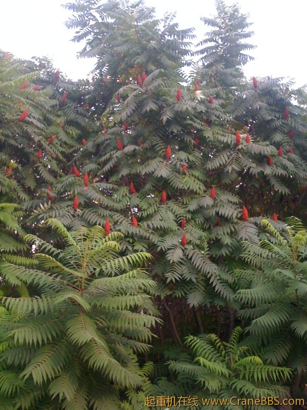 手机照片 4953.jpg