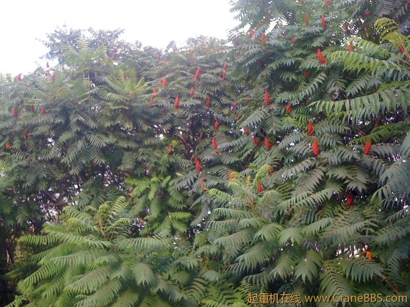 手机照片 4948.jpg