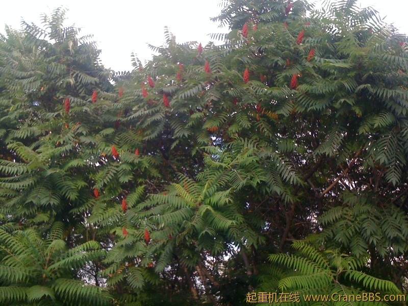 手机照片 4951.jpg