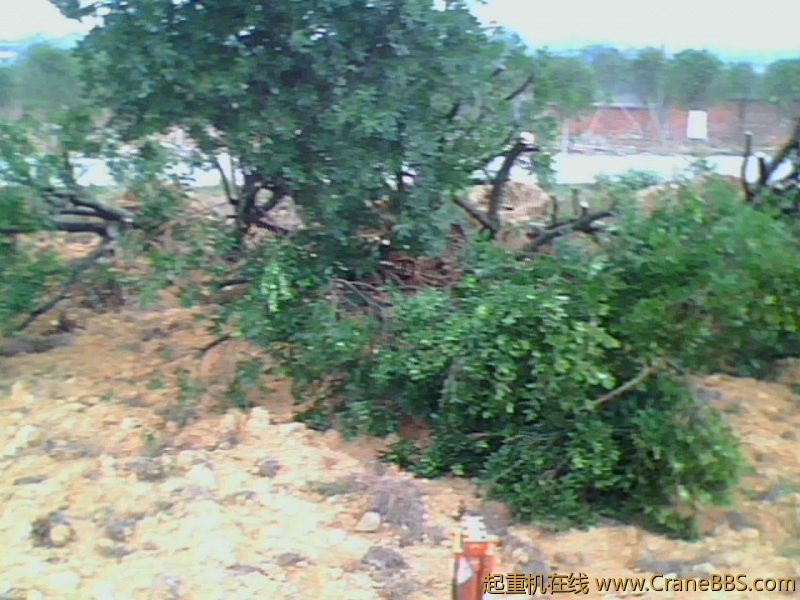 IMG1008A.jpg