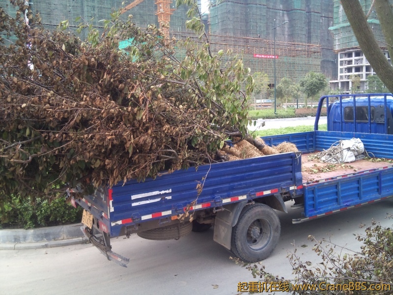 今天下午吊了二十棵樱花树