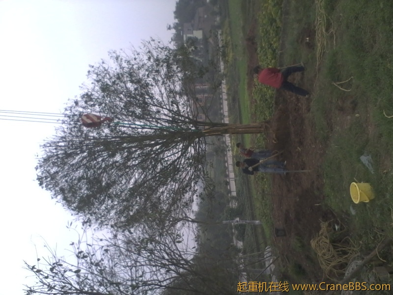 栽树1.jpg