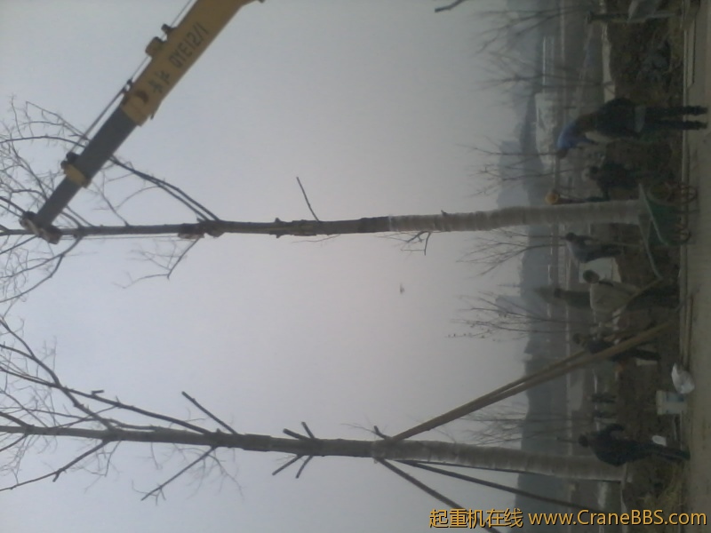 栽树6.jpg