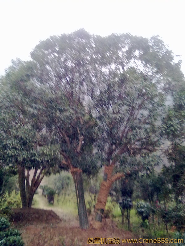 20111128079.jpg