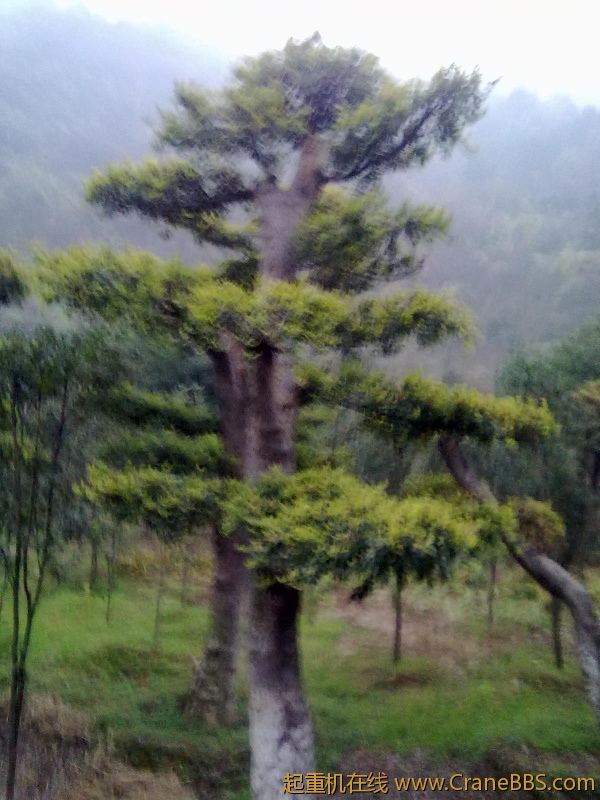 20111128083.jpg