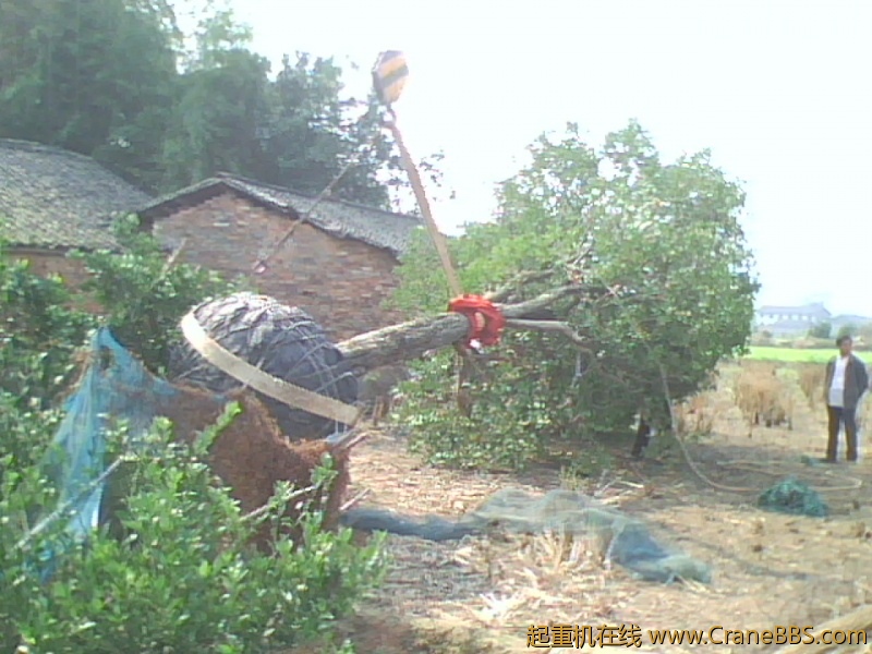 IMG1212A.jpg