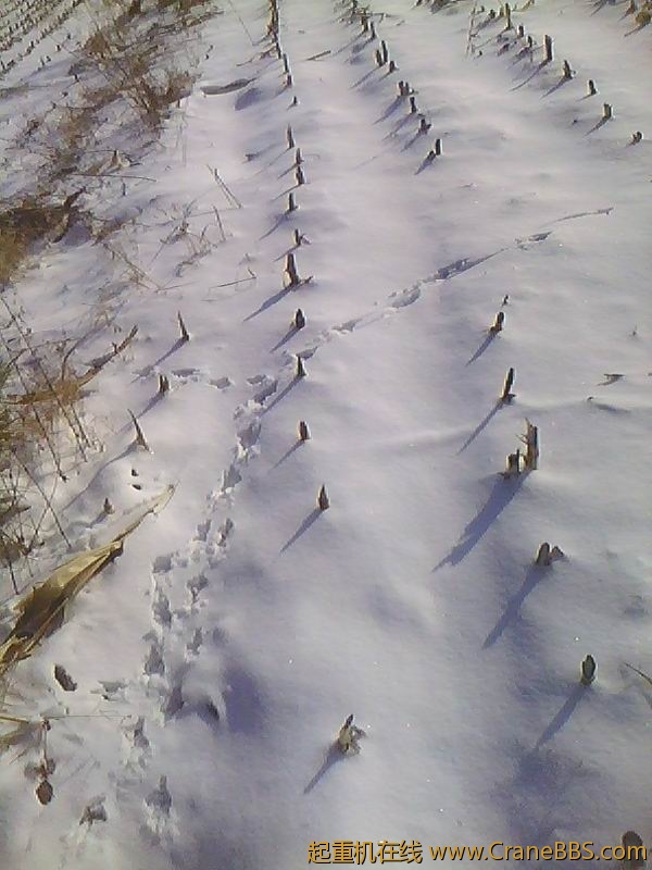 我这下大雪了，野鸡脚印都能看见啊