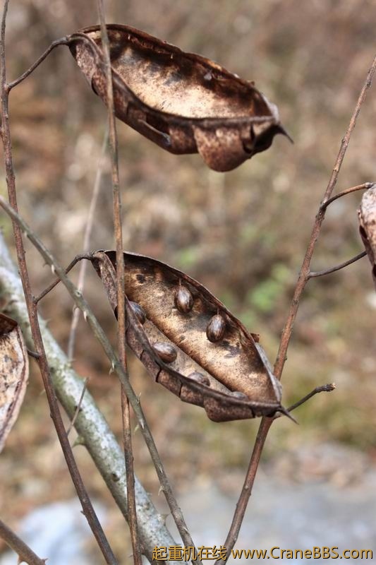 调整大小 IMG_1727.JPG