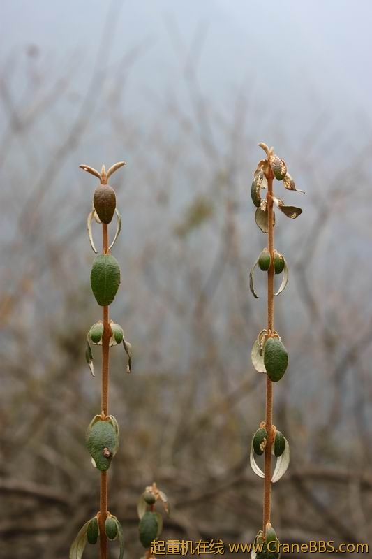 调整大小 IMG_2432.JPG