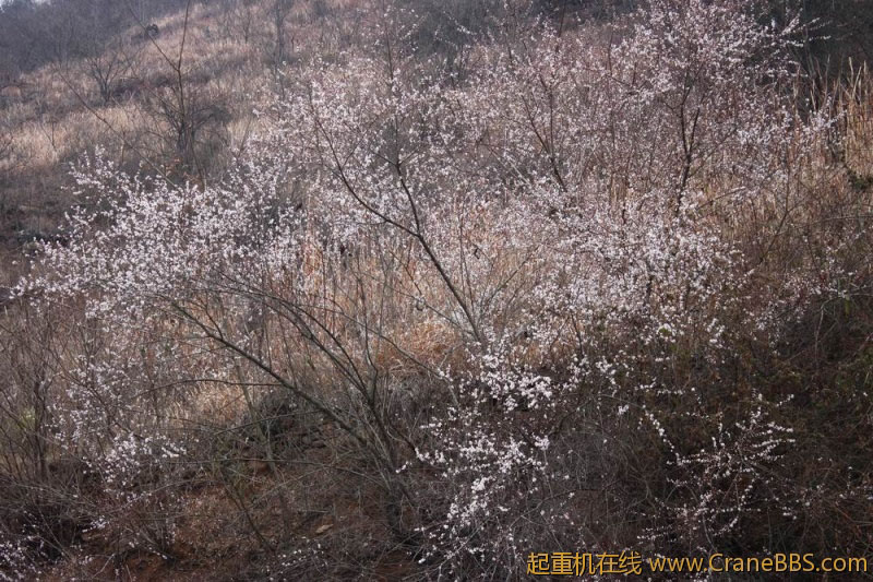 调整大小 IMG_2478.JPG